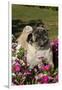 Pugs in Autumn Fllowers (Petunias), Geneva, Ilinois, USA-Lynn M^ Stone-Framed Premium Photographic Print