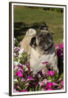 Pugs in Autumn Fllowers (Petunias), Geneva, Ilinois, USA-Lynn M^ Stone-Framed Premium Photographic Print