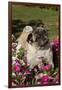 Pugs in Autumn Fllowers (Petunias), Geneva, Ilinois, USA-Lynn M^ Stone-Framed Premium Photographic Print
