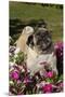 Pugs in Autumn Fllowers (Petunias), Geneva, Ilinois, USA-Lynn M^ Stone-Mounted Premium Photographic Print