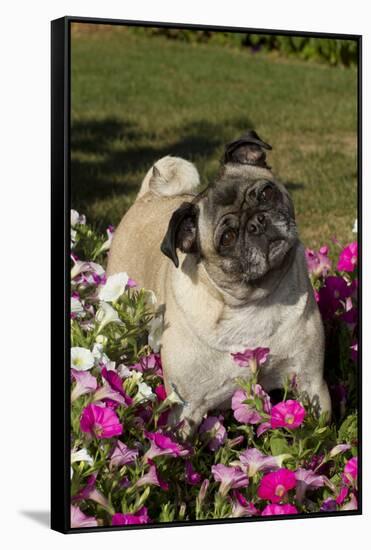 Pugs in Autumn Fllowers (Petunias), Geneva, Ilinois, USA-Lynn M^ Stone-Framed Stretched Canvas