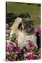Pugs in Autumn Fllowers (Petunias), Geneva, Ilinois, USA-Lynn M^ Stone-Stretched Canvas