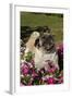 Pugs in Autumn Fllowers (Petunias), Geneva, Ilinois, USA-Lynn M^ Stone-Framed Photographic Print