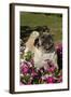 Pugs in Autumn Fllowers (Petunias), Geneva, Ilinois, USA-Lynn M^ Stone-Framed Photographic Print