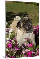 Pugs in Autumn Fllowers (Petunias), Geneva, Ilinois, USA-Lynn M^ Stone-Mounted Photographic Print