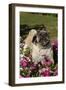 Pugs in Autumn Fllowers (Petunias), Geneva, Ilinois, USA-Lynn M^ Stone-Framed Photographic Print