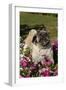 Pugs in Autumn Fllowers (Petunias), Geneva, Ilinois, USA-Lynn M^ Stone-Framed Photographic Print