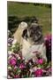 Pugs in Autumn Fllowers (Petunias), Geneva, Ilinois, USA-Lynn M^ Stone-Mounted Photographic Print
