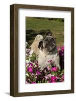 Pugs in Autumn Fllowers (Petunias), Geneva, Ilinois, USA-Lynn M^ Stone-Framed Photographic Print