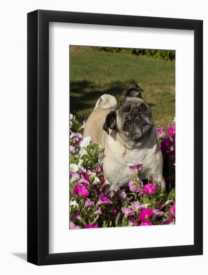 Pugs in Autumn Fllowers (Petunias), Geneva, Ilinois, USA-Lynn M^ Stone-Framed Photographic Print