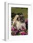 Pugs in Autumn Fllowers (Petunias), Geneva, Ilinois, USA-Lynn M^ Stone-Framed Photographic Print