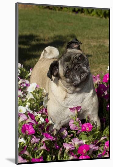 Pugs in Autumn Fllowers (Petunias), Geneva, Ilinois, USA-Lynn M^ Stone-Mounted Photographic Print