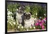 Pugs in Autumn Fllowers (Petunias), Geneva, Ilinois, USA-Lynn M^ Stone-Framed Photographic Print