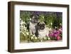 Pugs in Autumn Fllowers (Petunias), Geneva, Ilinois, USA-Lynn M^ Stone-Framed Photographic Print