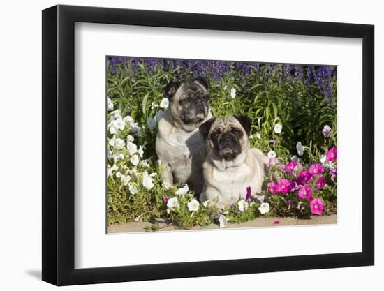 Pugs in Autumn Fllowers (Petunias), Geneva, Ilinois, USA-Lynn M^ Stone-Framed Photographic Print