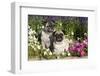 Pugs in Autumn Fllowers (Petunias), Geneva, Ilinois, USA-Lynn M^ Stone-Framed Photographic Print