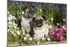 Pugs in Autumn Fllowers (Petunias), Geneva, Ilinois, USA-Lynn M^ Stone-Mounted Photographic Print