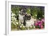 Pugs in Autumn Fllowers (Petunias), Geneva, Ilinois, USA-Lynn M^ Stone-Framed Photographic Print