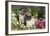 Pugs in Autumn Fllowers (Petunias), Geneva, Ilinois, USA-Lynn M^ Stone-Framed Photographic Print