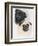 Pugs-Barbara Keith-Framed Giclee Print