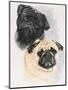 Pugs-Barbara Keith-Mounted Giclee Print