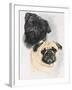 Pugs-Barbara Keith-Framed Giclee Print