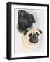 Pugs-Barbara Keith-Framed Giclee Print