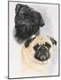 Pugs-Barbara Keith-Mounted Giclee Print