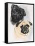 Pugs-Barbara Keith-Framed Stretched Canvas