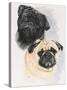 Pugs-Barbara Keith-Stretched Canvas