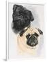 Pugs-Barbara Keith-Framed Giclee Print