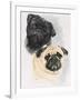 Pugs-Barbara Keith-Framed Giclee Print