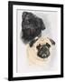 Pugs-Barbara Keith-Framed Giclee Print