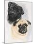 Pugs-Barbara Keith-Mounted Giclee Print