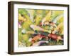 Pui's Fish-Mary Russel-Framed Giclee Print