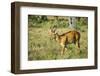 Puku (Kobus Vardonii) Antelope, South Luangwa National Park, Zambia, Africa-Michael Runkel-Framed Photographic Print