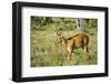 Puku (Kobus Vardonii) Antelope, South Luangwa National Park, Zambia, Africa-Michael Runkel-Framed Photographic Print