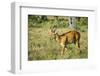 Puku (Kobus Vardonii) Antelope, South Luangwa National Park, Zambia, Africa-Michael Runkel-Framed Photographic Print