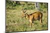 Puku (Kobus Vardonii) Antelope, South Luangwa National Park, Zambia, Africa-Michael Runkel-Mounted Photographic Print