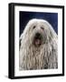 Puli, Hungarian Sheepdog with Mouth Open-null-Framed Photographic Print