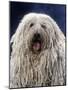 Puli, Hungarian Sheepdog with Mouth Open-null-Mounted Photographic Print