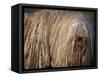 Puli / Hungarian Water Dog Portrait-Adriano Bacchella-Framed Stretched Canvas
