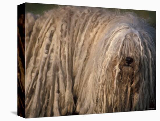 Puli / Hungarian Water Dog Portrait-Adriano Bacchella-Stretched Canvas