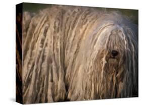 Puli / Hungarian Water Dog Portrait-Adriano Bacchella-Stretched Canvas