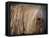 Puli / Hungarian Water Dog Portrait-Adriano Bacchella-Framed Stretched Canvas