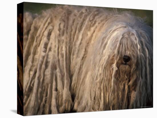 Puli / Hungarian Water Dog Portrait-Adriano Bacchella-Stretched Canvas