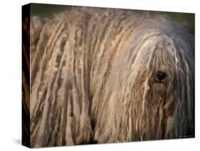 Puli / Hungarian Water Dog Portrait-Adriano Bacchella-Stretched Canvas