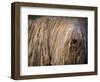 Puli / Hungarian Water Dog Portrait-Adriano Bacchella-Framed Premium Photographic Print