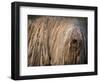 Puli / Hungarian Water Dog Portrait-Adriano Bacchella-Framed Premium Photographic Print