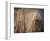 Puli / Hungarian Water Dog Portrait-Adriano Bacchella-Framed Premium Photographic Print